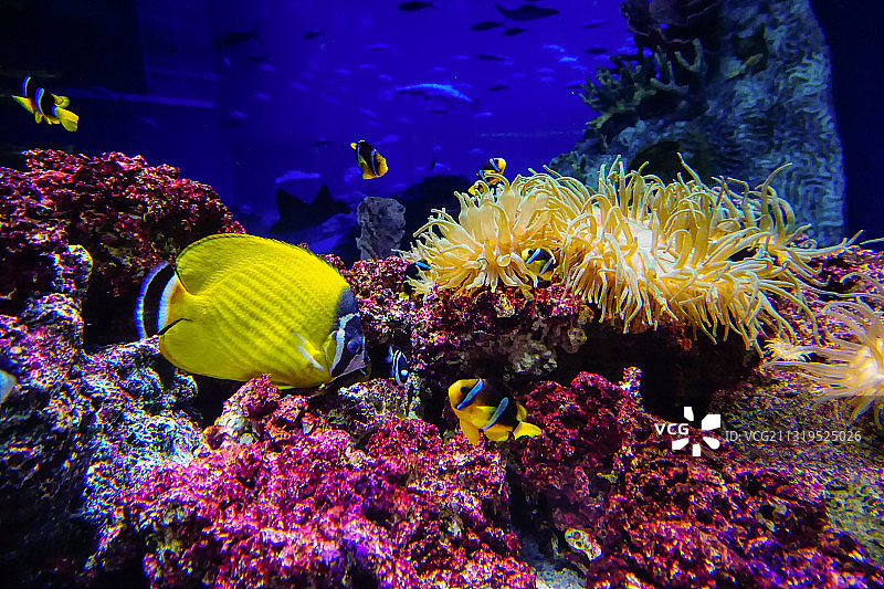 水下世界图片素材