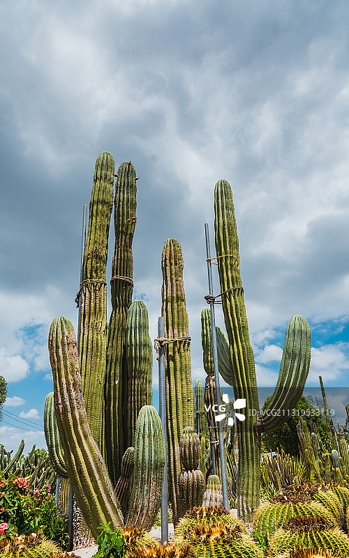 厦门植物园热带仙人掌图片素材
