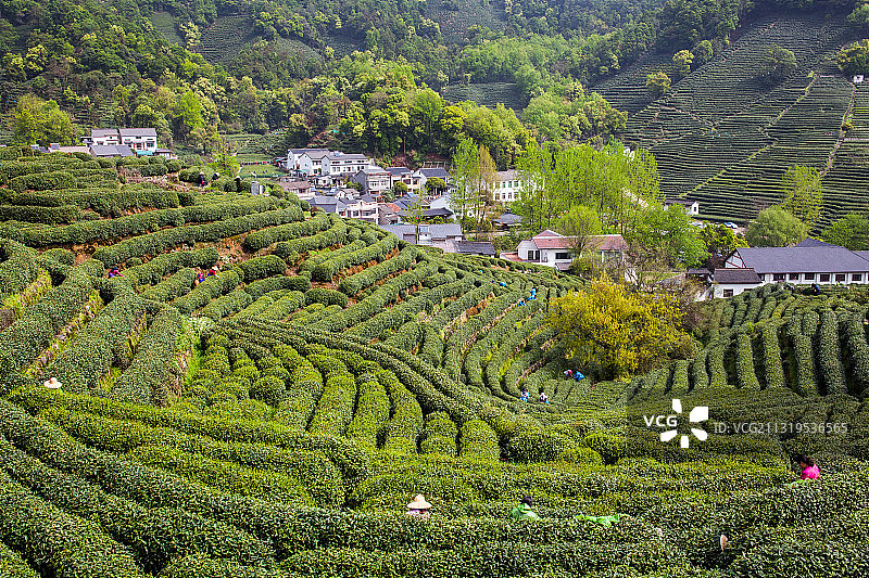 龙井村图片素材