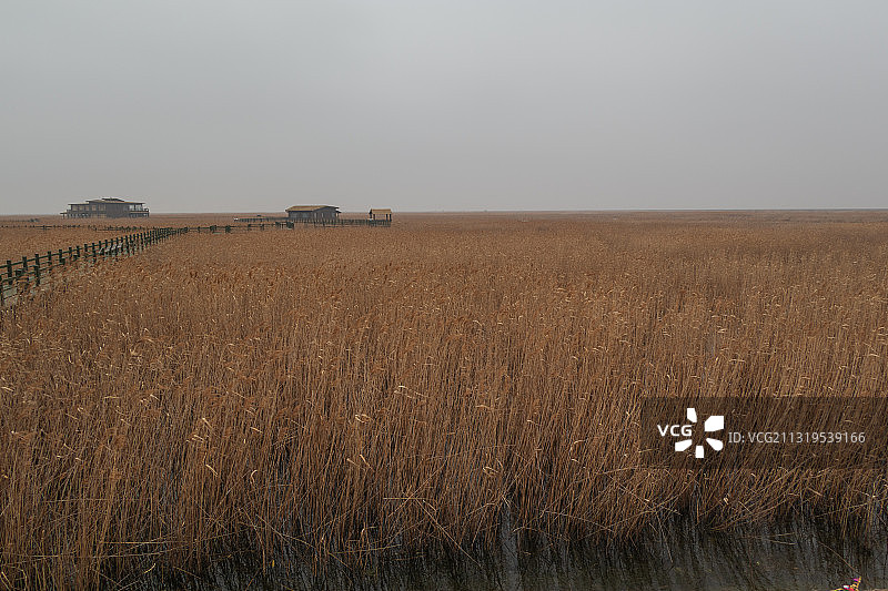 崇明东滩湿地图片素材