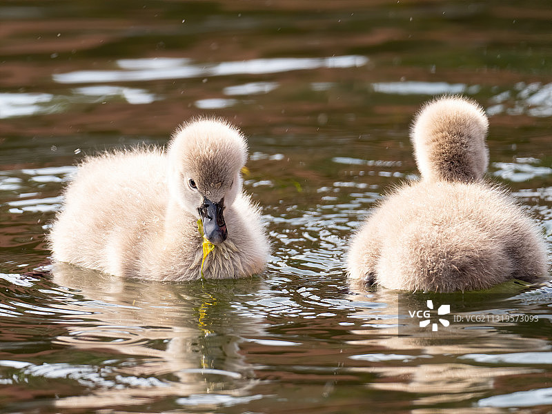 丑小鸭图片素材