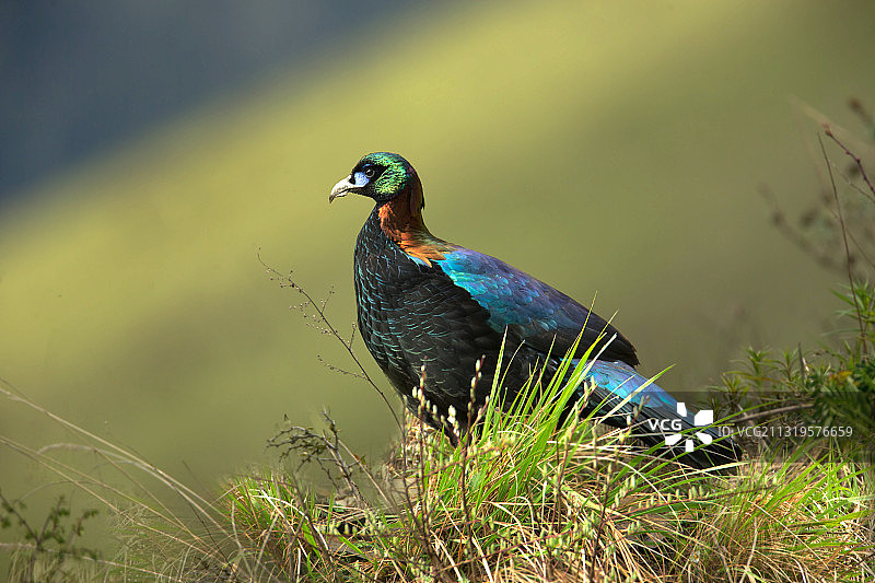 绿尾虹雉图片素材