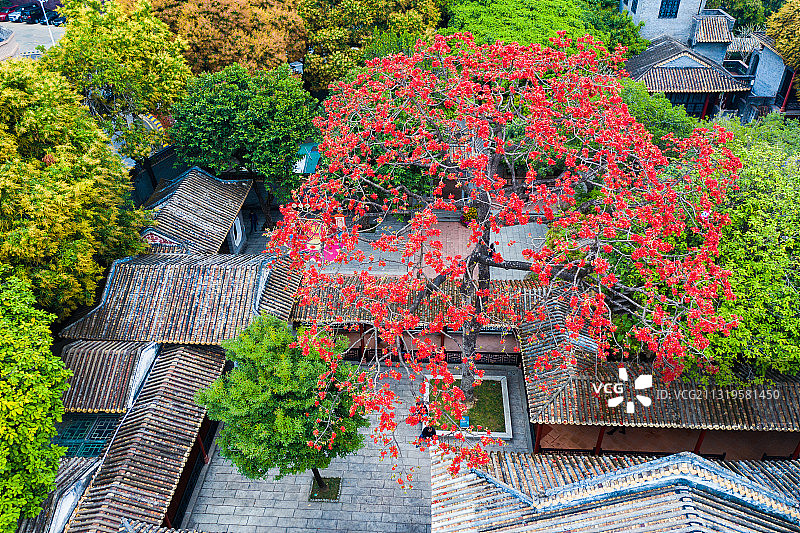 木棉花图片素材