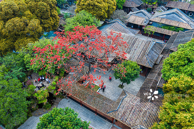 木棉花图片素材