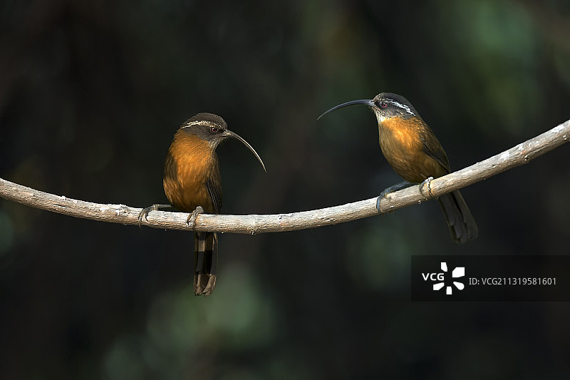 剑嘴鹛图片素材