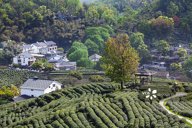 龙井村图片素材