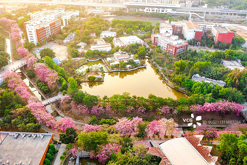 广东省广州市从化区华软丝木棉广场图片素材