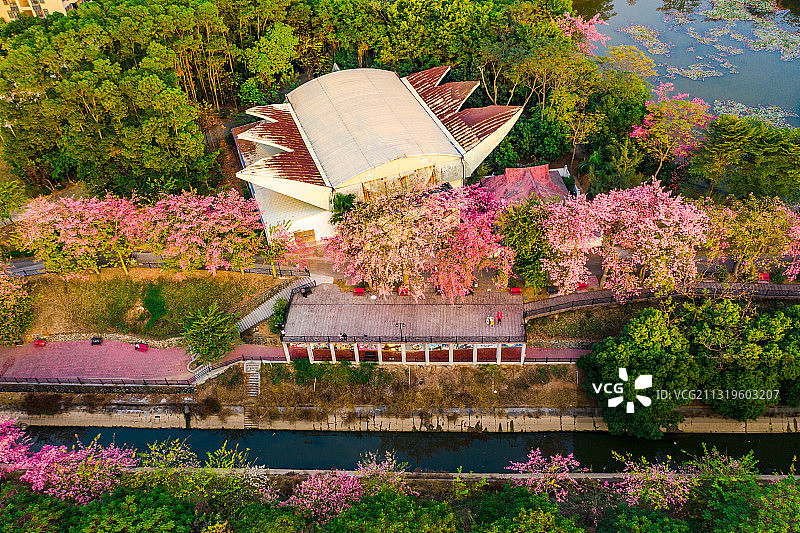 广东省广州市从化区华软丝木棉广场图片素材