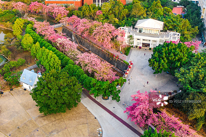 广东省广州市从化区华软丝木棉广场图片素材
