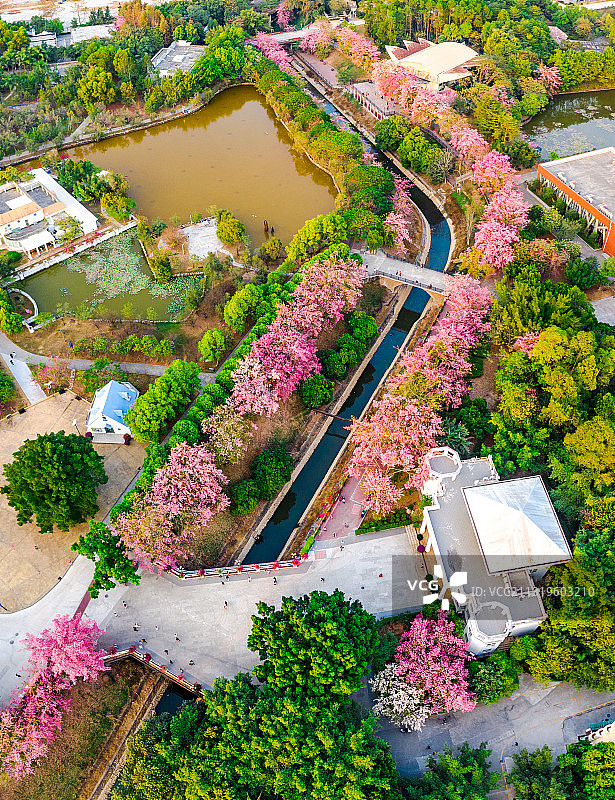 广东省广州市从化区华软丝木棉广场图片素材