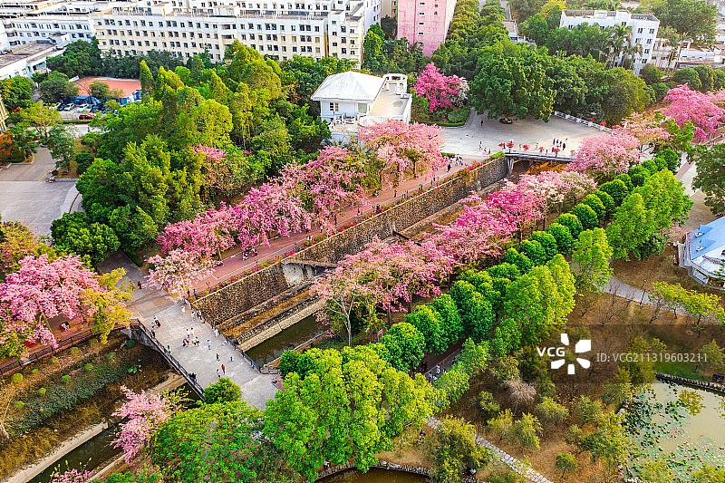 广东省广州市从化区华软丝木棉广场图片素材