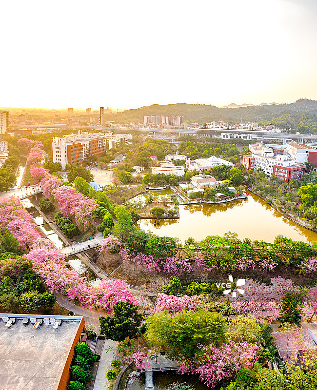 广东省广州市从化区华软丝木棉广场图片素材