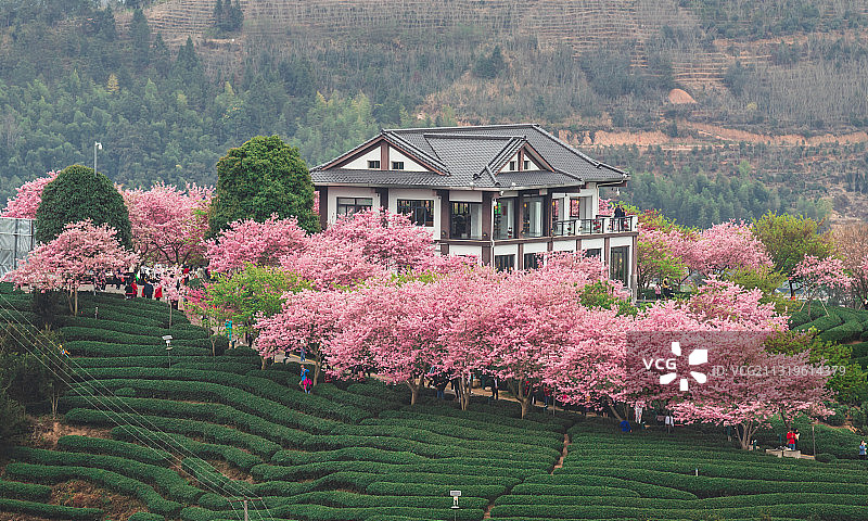 茶园春早——永福樱花茶园图片素材