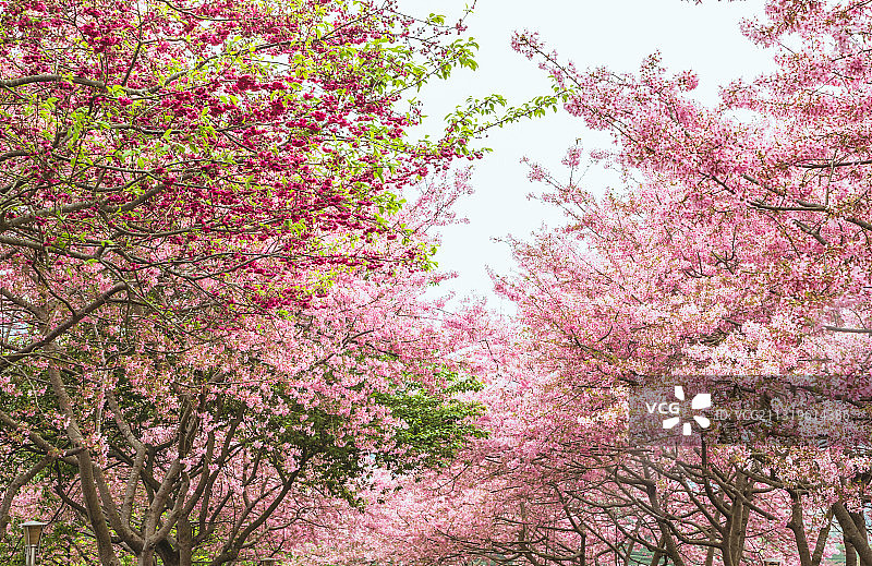 茶园春早——永福樱花茶园图片素材