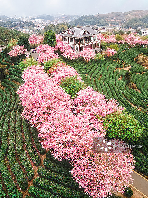 茶园春早——永福樱花茶园图片素材
