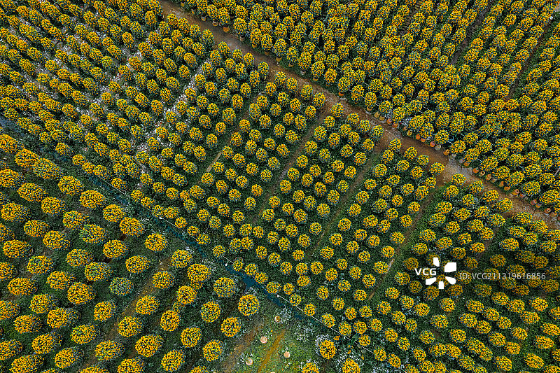 中国广东省佛山顺德区陈村花卉世界年桔盆栽图片素材