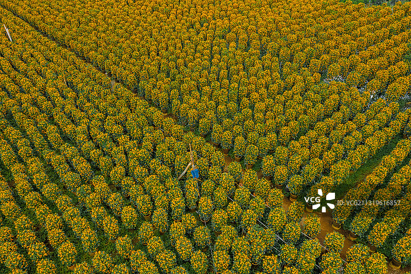 中国广东省佛山顺德区陈村花卉世界年桔盆栽图片素材