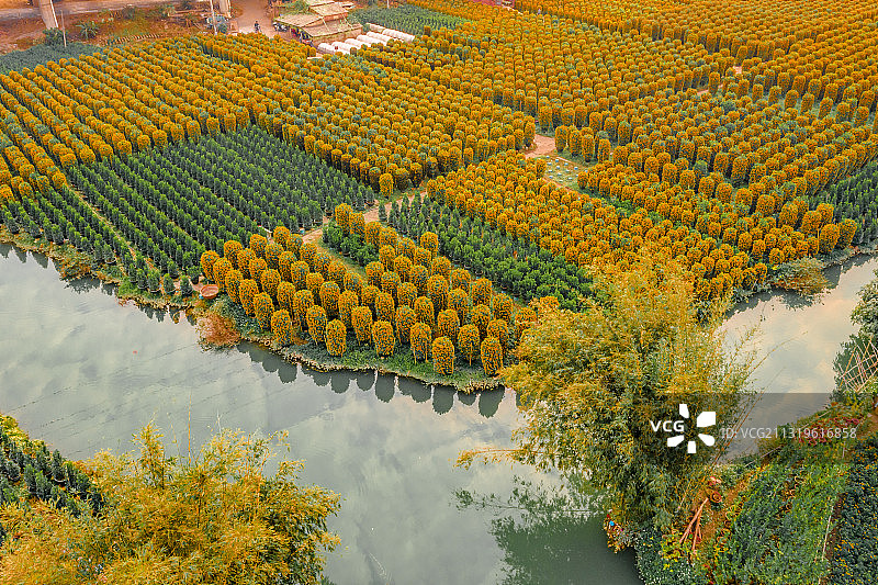 中国广东省佛山顺德区陈村花卉世界年桔盆栽图片素材