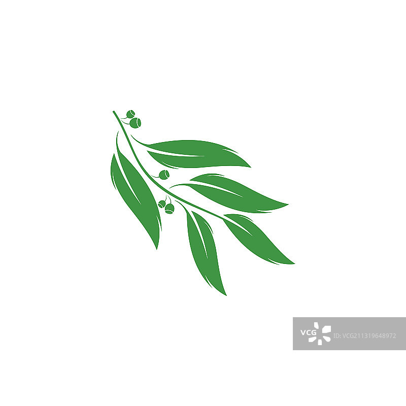 桉树叶标志模板设计图片素材