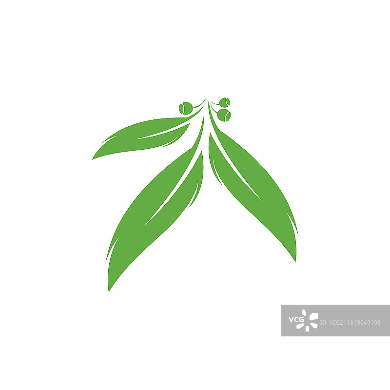 桉树叶标志模板设计图片素材