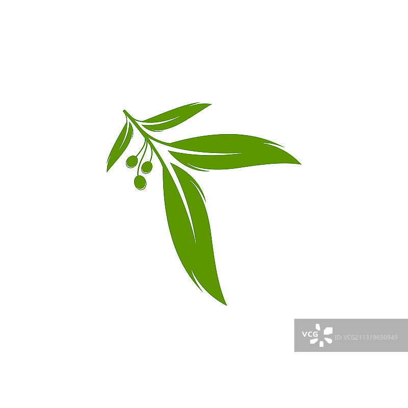 桉树叶标志模板设计图片素材