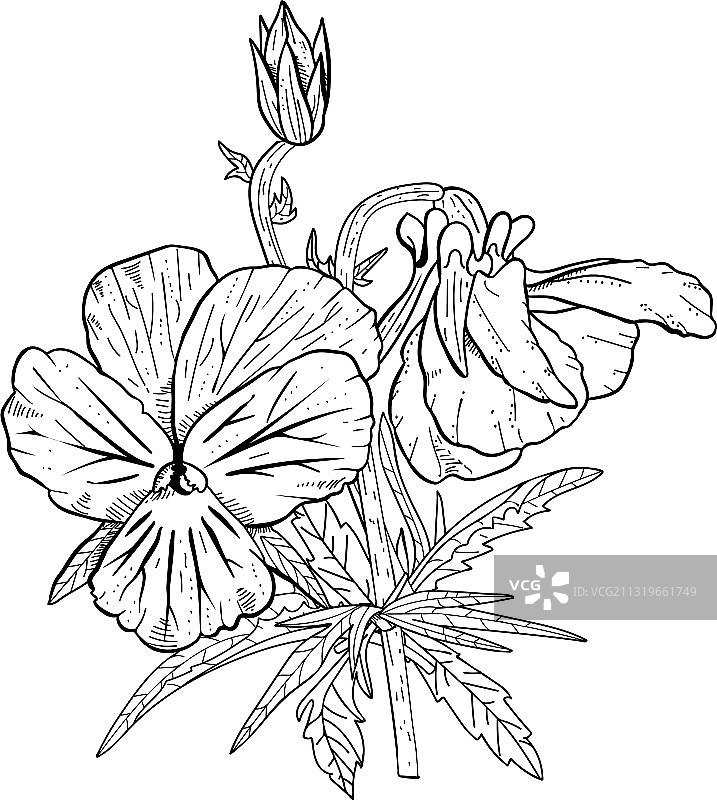 手绘三色堇花卉剪贴画图片素材