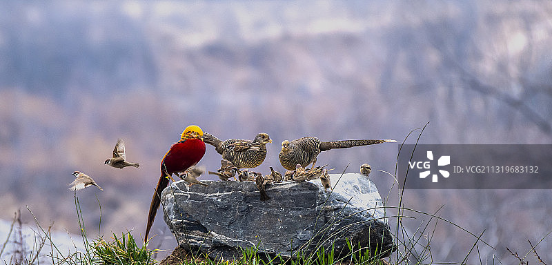 锦鸡闹春图片素材