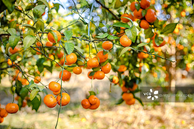 树上挂满刚成熟的沙糖橘图片素材