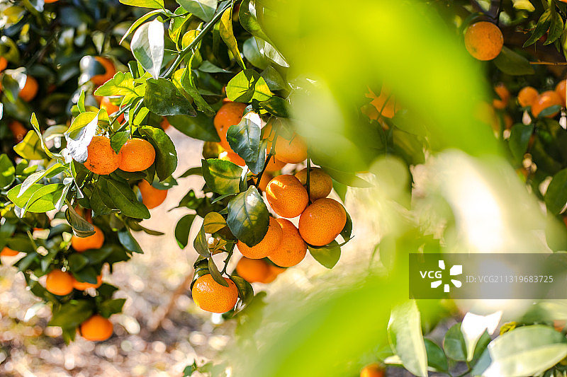 树上挂满刚成熟的沙糖橘图片素材