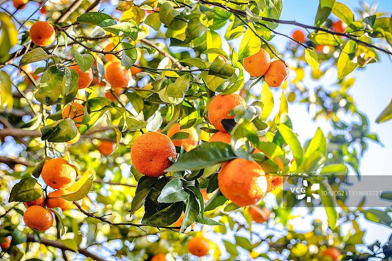 树上挂满刚成熟的沙糖橘图片素材