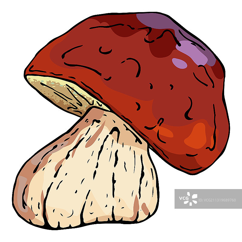 手绘食用蘑菇图片素材