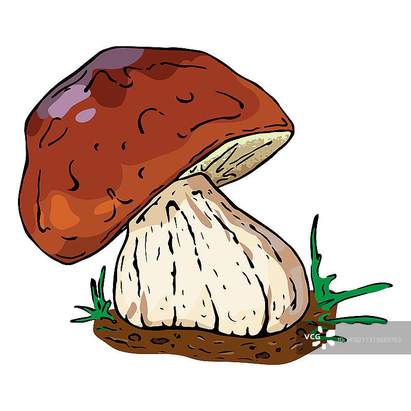 手绘食用蘑菇图片素材