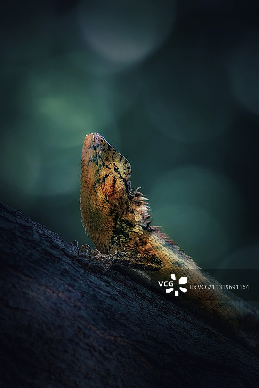 叶间小龙待春风图片素材