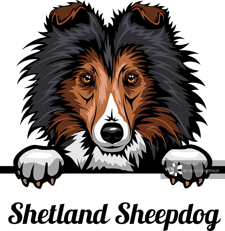 维兹拉猎犬头像彩色图图片素材