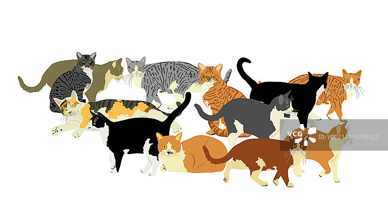 许多猫隔离图片素材