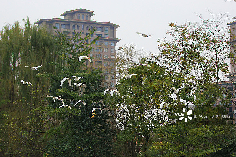 江安河生态漂流 白鹭栖息地图片素材