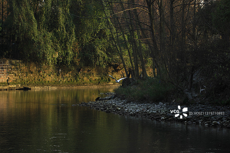 江安河生态漂流 白鹭栖息地图片素材