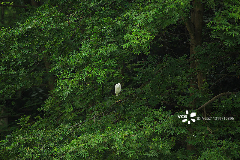 江安河生态漂流 白鹭栖息地图片素材