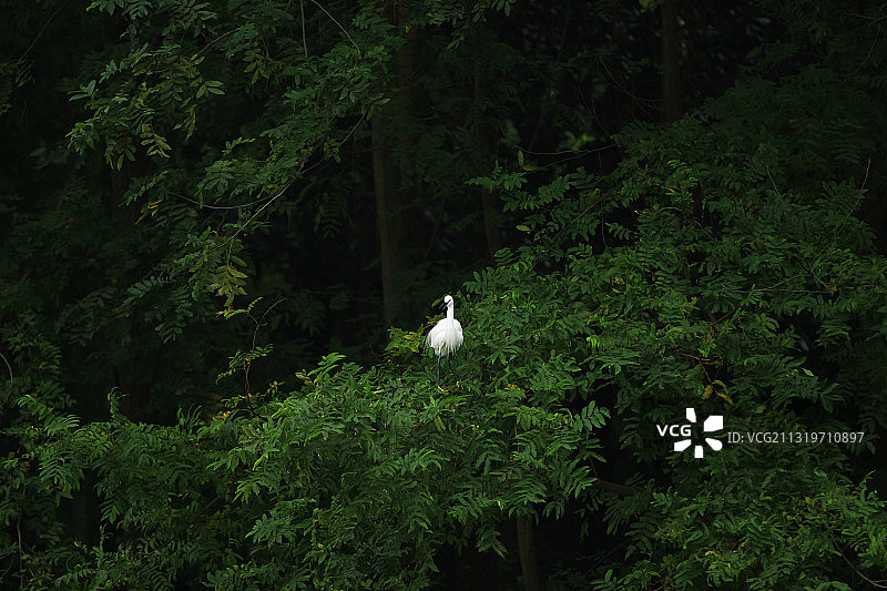 江安河生态漂流 白鹭栖息地图片素材