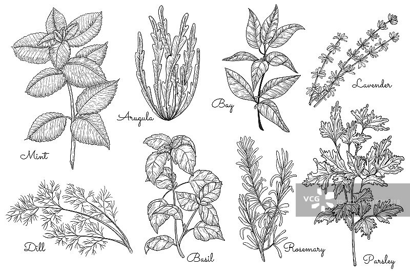 手绘有机药草和调味品套装图片素材