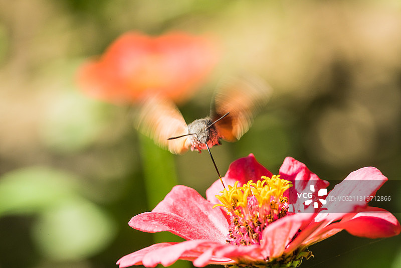 蜂鸟蛾图片素材