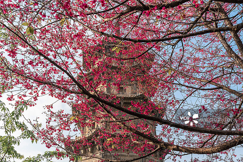 泉州开元寺镇国塔和仁寿塔和樱花图片素材