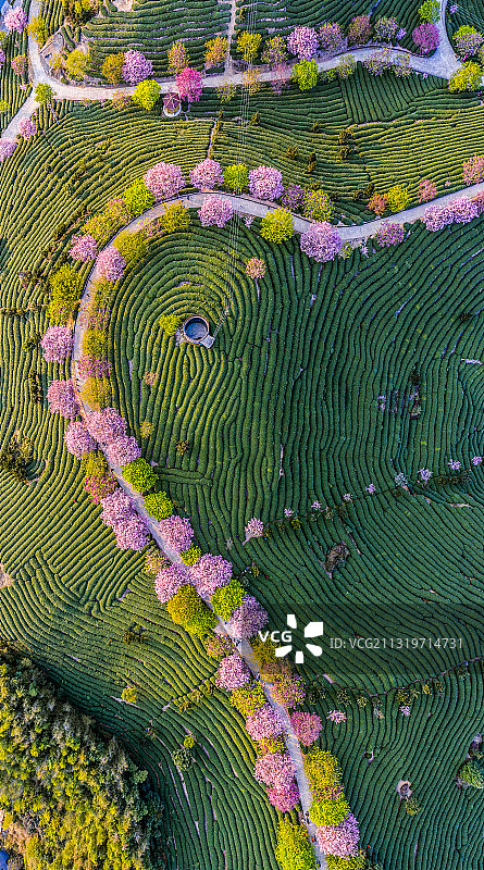 福建龙岩漳平永福台平樱花茶园图片素材