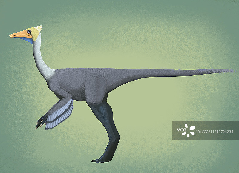 似鹈鹕龙复原图图片素材