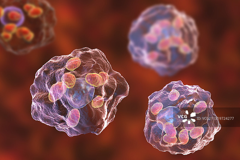 利什曼原虫无鞭毛体，艺术作品图片素材