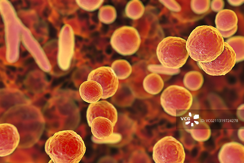 支原体细菌图示图片素材