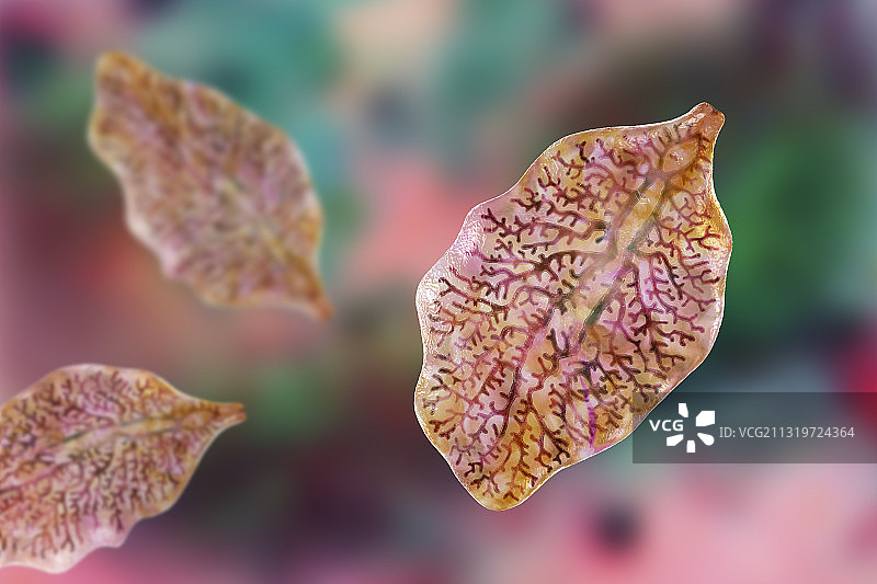 肝片吸虫艺术图图片素材