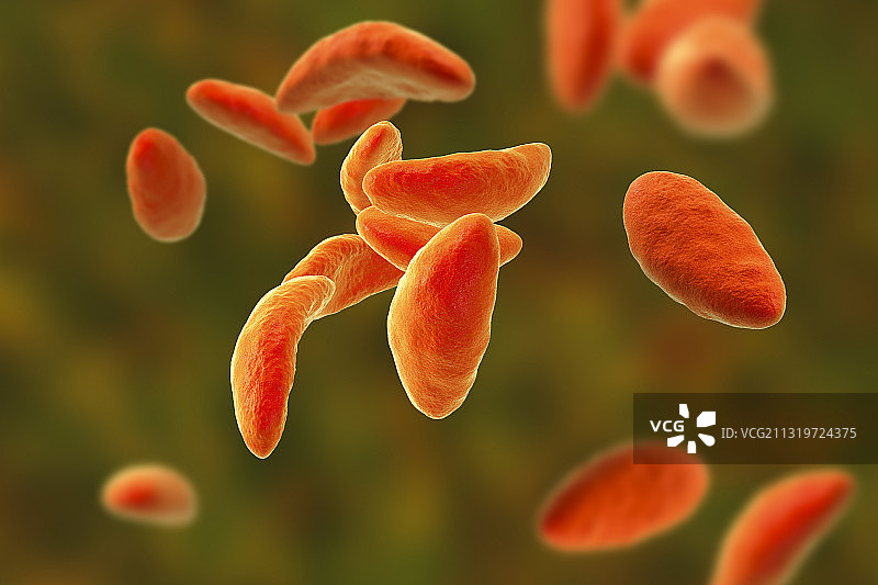 弓形虫寄生虫插图图片素材