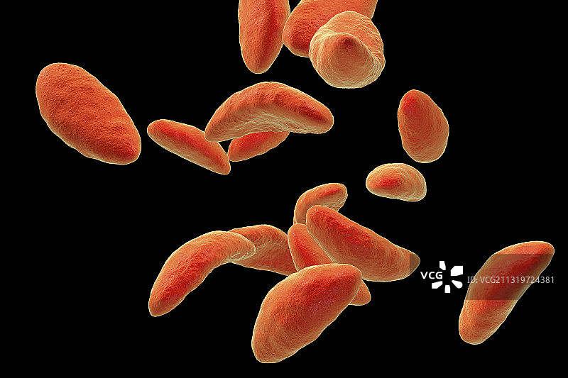 弓形虫寄生虫插图图片素材