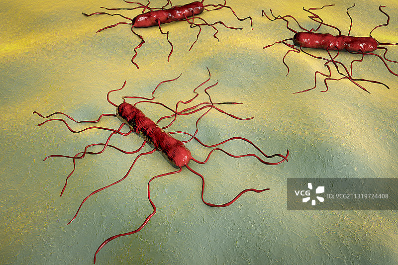 单核细胞增生李斯特菌细菌，图示图片素材